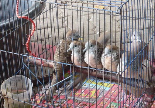 Vögel im Käfig